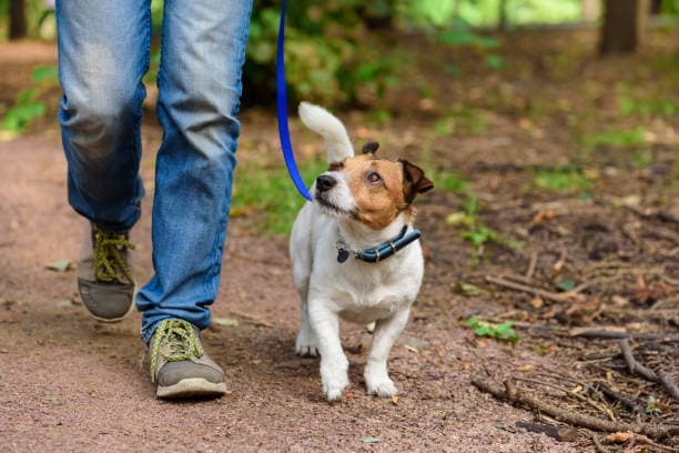 Wandeling
